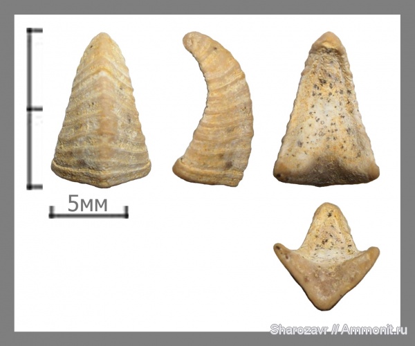 маастрихт, усоногие раки, Волгоград, Maastrichtian, Brachylepas follax