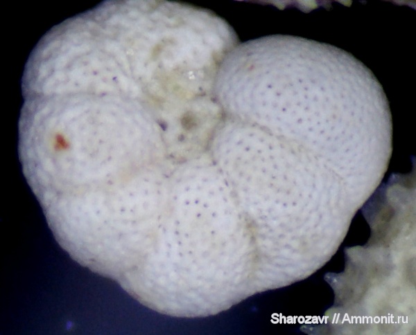 эоцен, одноклеточные, фораминиферы, Foraminifera, Волгоград