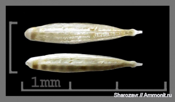 эоцен, одноклеточные, фораминиферы, Foraminifera, Волгоград, dentalina plectofrondiculata