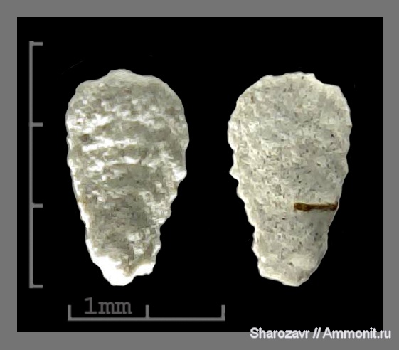 эоцен, одноклеточные, фораминиферы, Foraminifera, Волгоград, dorotina