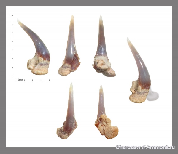 эоцен, зубы акул, Волгоград, Eocene, shark teeth, Megascyliorhinus