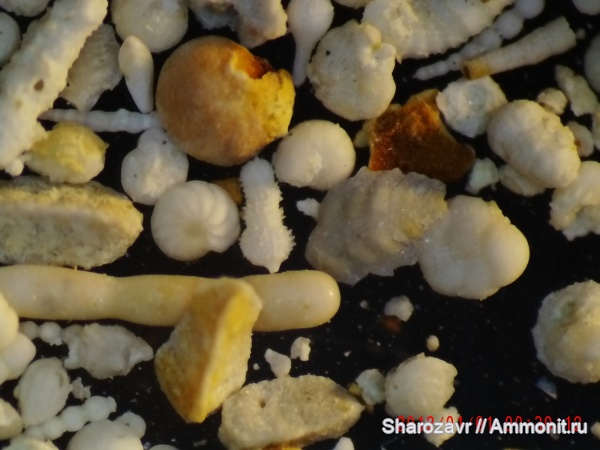 эоцен, одноклеточные, фораминиферы, Foraminifera, Волгоград