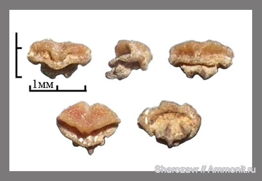 рыбы, скаты, зубы скатов, Волгоград, fish, teeth, Dasyatis hexagonalis, Dasyatis