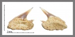 Hexanchus microdon Agassiz 1843. Верхний боковой.