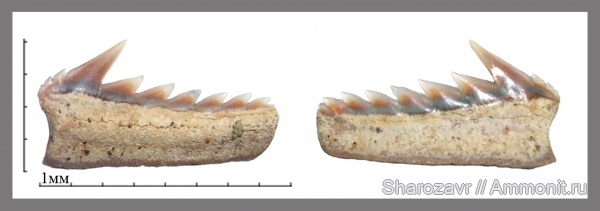 рыбы, акулы, зубы акул, Hexanchus, Волгоград, fish, shark teeth, sharks, Hexanchus microdon