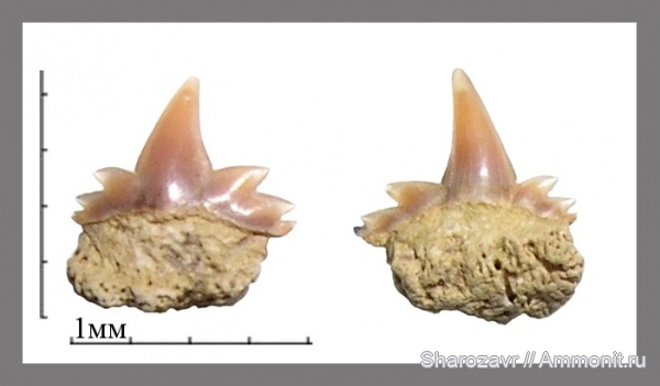 рыбы, акулы, зубы акул, Hexanchus, Волгоград, fish, shark teeth, sharks, Hexanchus microdon