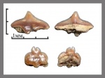 Pseudosymphyseal (symphyseal) tooth Squalus sp.