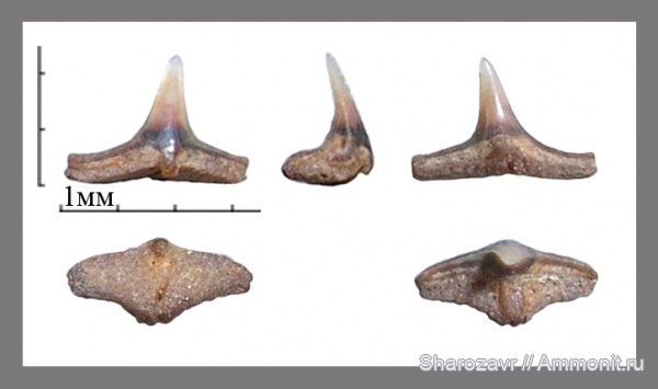 рыбы, акулы, зубы акул, Squatina, Squatina prima, Волгоград, fish, shark teeth, sharks