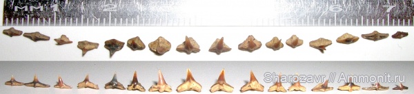 рыбы, акулы, зубы акул, Squatina, Squatina prima, Волгоград, fish, shark teeth, sharks