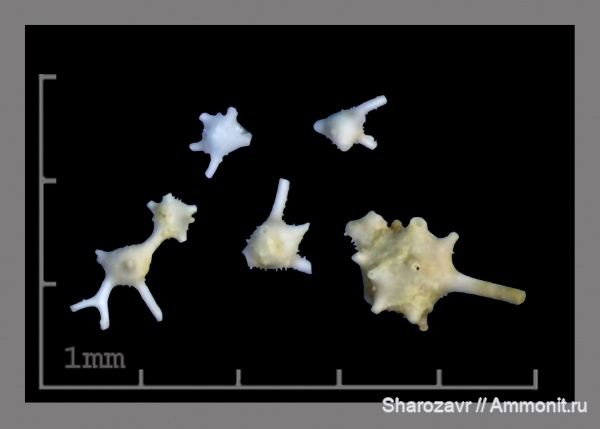 эоцен, одноклеточные, фораминиферы, Foraminifera, Волгоград