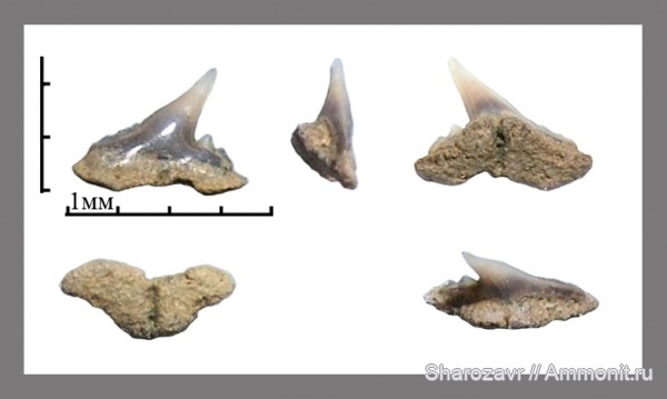 рыбы, акулы, зубы акул, ?, Galeorhinus, Волгоград, fish, shark teeth, sharks, Palaeogaleus, Danogaleus