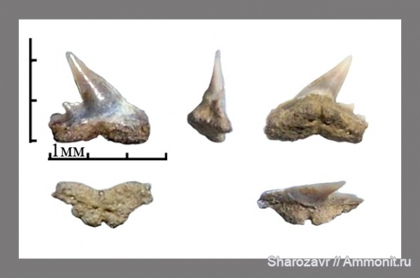 рыбы, акулы, зубы акул, ?, Galeorhinus, Волгоград, fish, shark teeth, sharks