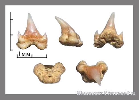 рыбы, акулы, зубы акул, ?, Scyliorhinus, Волгоград, fish, shark teeth, sharks, Scyliorhinus elongatus
