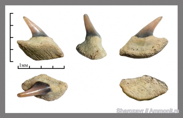 рыбы, акулы, зубы акул, ?, Hexanchiformes, Волгоград, fish, shark teeth, sharks