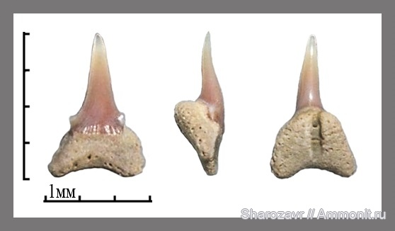 рыбы, акулы, зубы акул, ?, Волгоград, fish, shark teeth, sharks