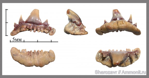 маастрихт, зубы акул, Paraorthacodus, Волгоград, Maastrichtian, Paraorthacodus andersoni