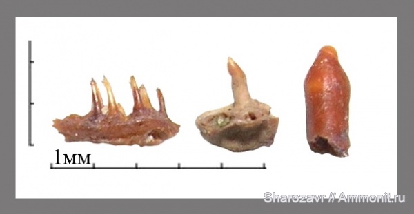 рыбы, ?, зубы рыб, Волгоград, fish, teeth