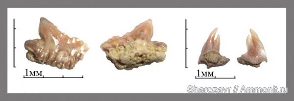 рыбы, акулы, зубы акул, ?, патологии, Волгоград, fish, shark teeth, sharks