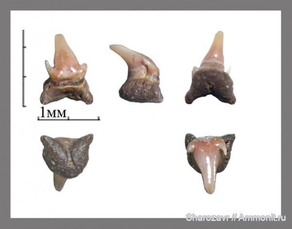 рыбы, акулы, зубы акул, ?, Волгоград, fish, shark teeth, sharks