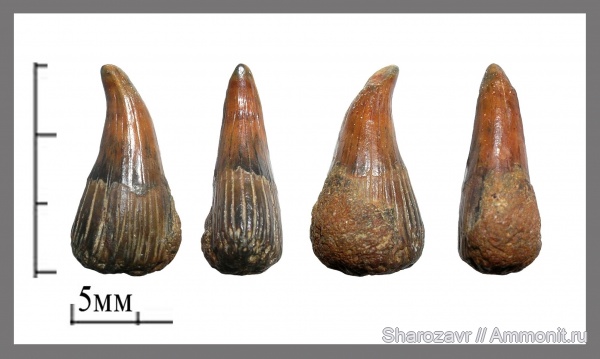 триас, лабиринтодонты, Волгоград, зубы амфибий