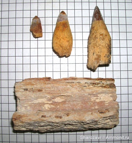 ихтиозавры, сеноман, зубы рептилий, Волгоград, ichthyosaur, Cenomanian, Cretaceous, teeth