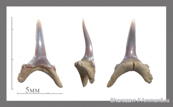 рыбы, акулы, зубы акул, ?, Striatolamia, Волгоград, fish, shark teeth, sharks, striatolamia cederstoemi