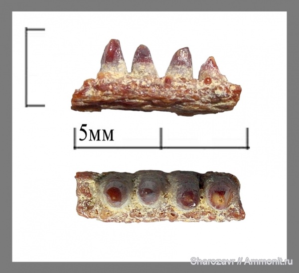 рыбы, зубы, маастрихт, Волгоград, Maastrichtian
