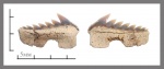 Hexanchus microdon Agassiz 1843.