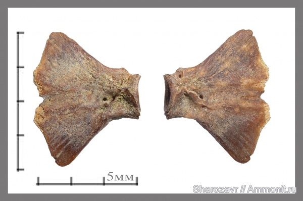 маастрихт, hypural, Волгоград