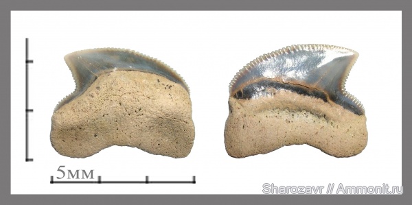 мел, зубы, акулы, Squalicorax, зубы акул, Squalicorax pristodontus, Волгоград, Cretaceous, teeth, sharks