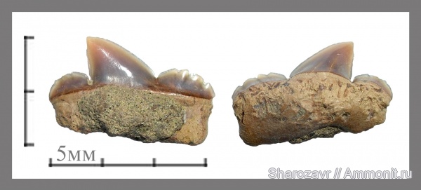 маастрихт, Cretalamna, зубы акул, патологии, Волгоград, Maastrichtian