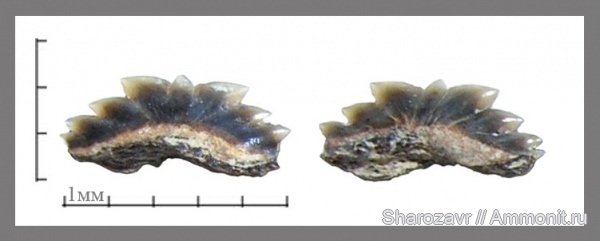 палеоген, рыбы, эоцен, зубы акул, Волгоградская область, Hexanchiformes, fish, shark teeth, symphyseal