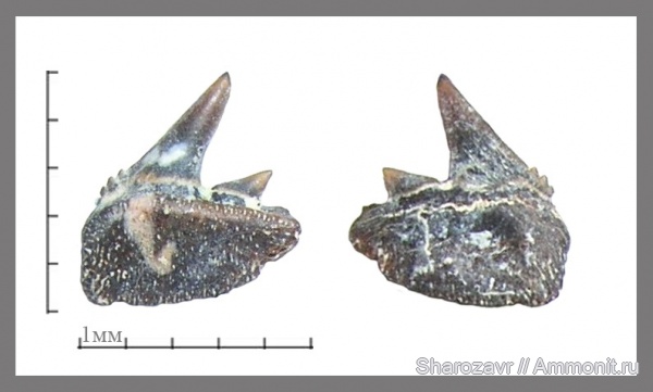 палеоген, рыбы, эоцен, зубы акул, ?, Notorhynchus, Волгоградская область, Hexanchiformes, fish, shark teeth