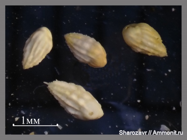 эоцен, одноклеточные, фораминиферы, Foraminifera, Волгоград