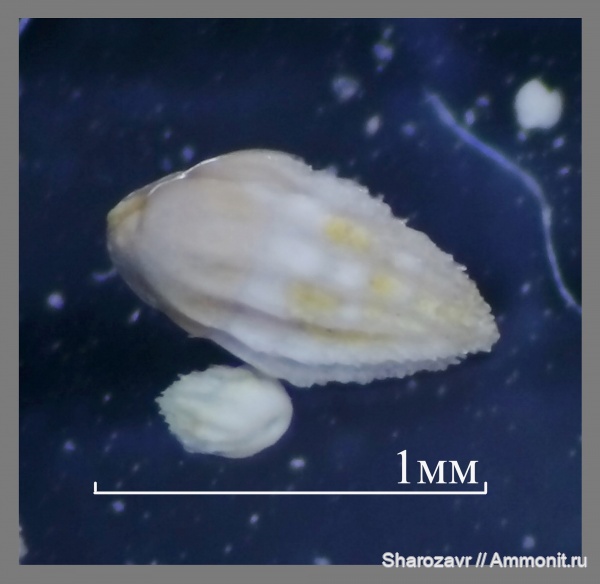 эоцен, одноклеточные, фораминиферы, Foraminifera, Волгоград