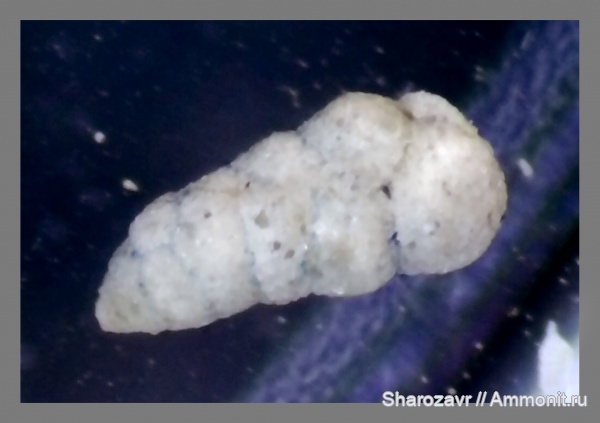 эоцен, одноклеточные, фораминиферы, Foraminifera, Волгоград