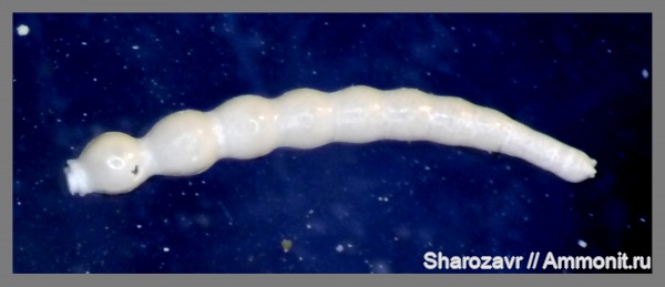 эоцен, одноклеточные, фораминиферы, Foraminifera, Волгоград