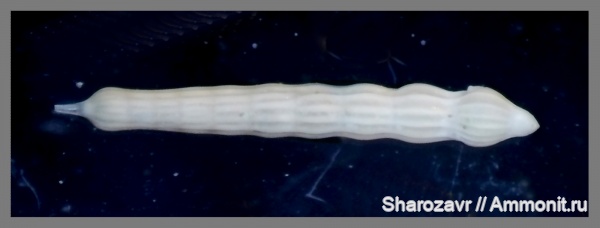 эоцен, одноклеточные, фораминиферы, Foraminifera, Волгоград