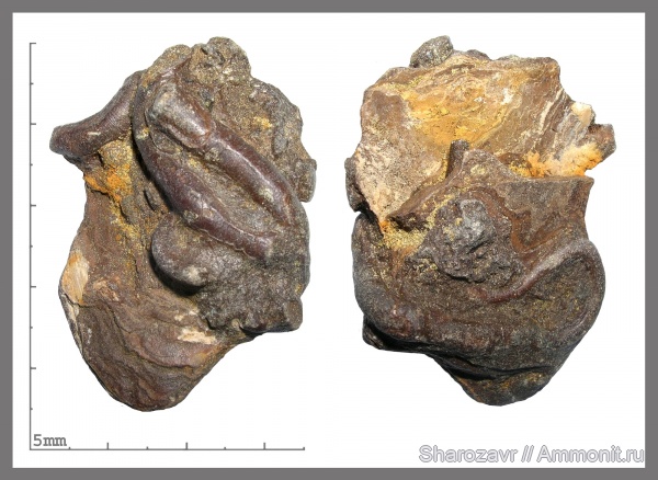 мел, серпулы, черви, Serpula, сеноман, Волгоград