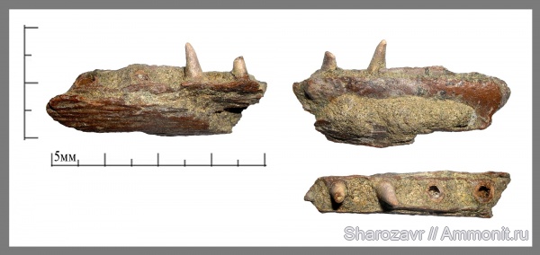 мел, маастрихт, зубы рыб, Волгоград, Maastrichtian, Cretaceous, teeth