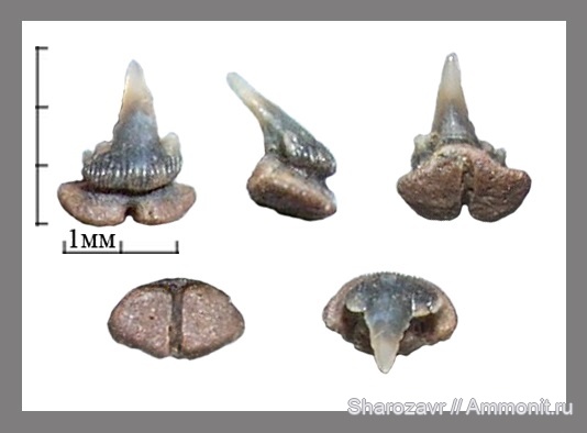 рыбы, акулы, зубы акул, Волгоград, fish, shark teeth, sharks, Palaeogaleus, Palaeogaleus brivesi