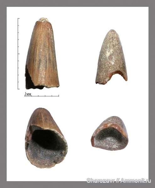 зубы рептилий, Волгоград, Campanian, Cretaceous, teeth
