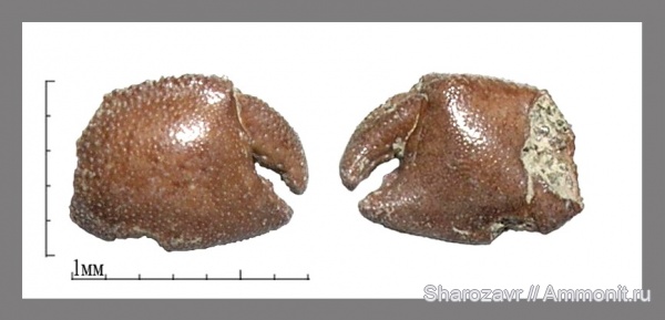 ракообразные, Волгоград, Campanian, Cretaceous