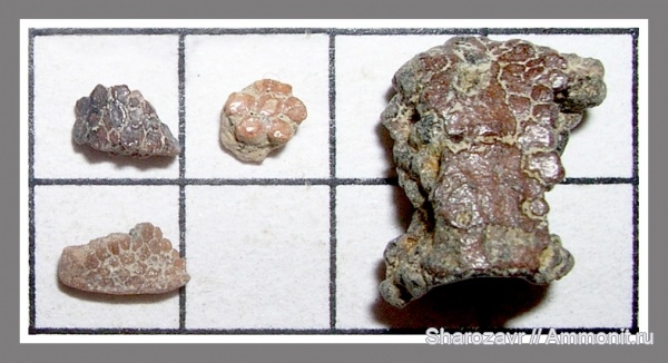 рыбы, хрящевые рыбы, кампан, Волгоград, Campanian, fish