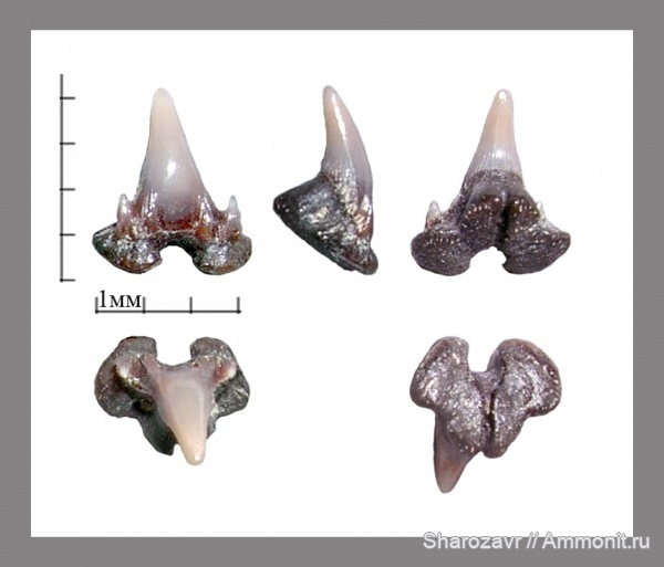 мел, рыбы, зубы, зубы акул, Scyliorhinus, кампан, Волгоград, Campanian, fish, teeth, shark teeth
