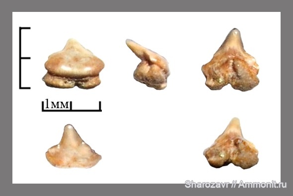 мел, рыбы, зубы, зубы акул, кампан, Волгоград, Campanian, Cretaceous, fish, teeth, shark teeth
