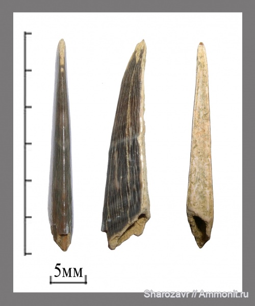 мел, рыбы, акулы, маастрихт, верхний мел, плавниковые шипы, шипы, ихтиодорулиты, Maastrichtian, Cretaceous, Upper Cretaceous, fish, sharks