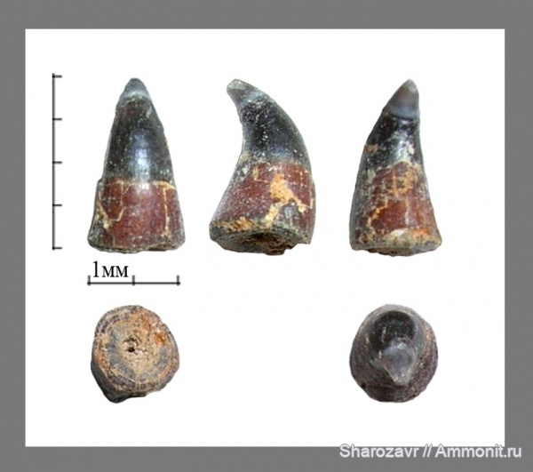 палеоген, рыбы, эоцен, Волгоградская область, зубы рыб, fish, teeth, Labrus