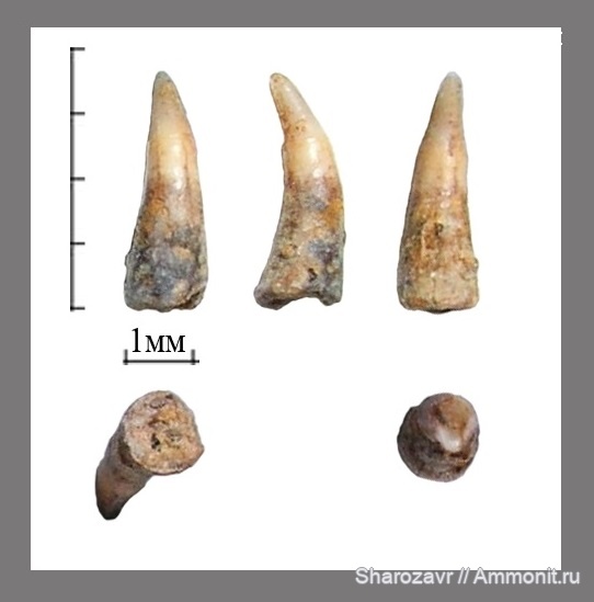 палеоген, рыбы, эоцен, ?, Волгоградская область, зубы рыб, fish, teeth, Labrus