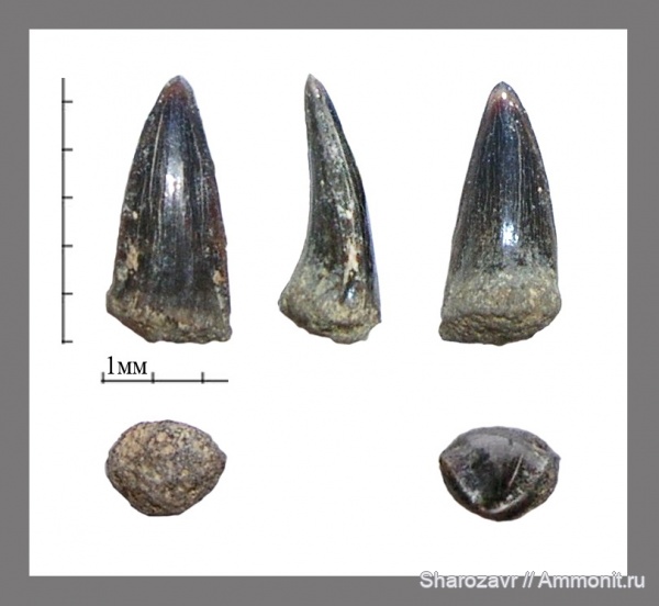 палеоген, рыбы, эоцен, ?, Волгоградская область, зубы рыб, Cybium, fish, teeth